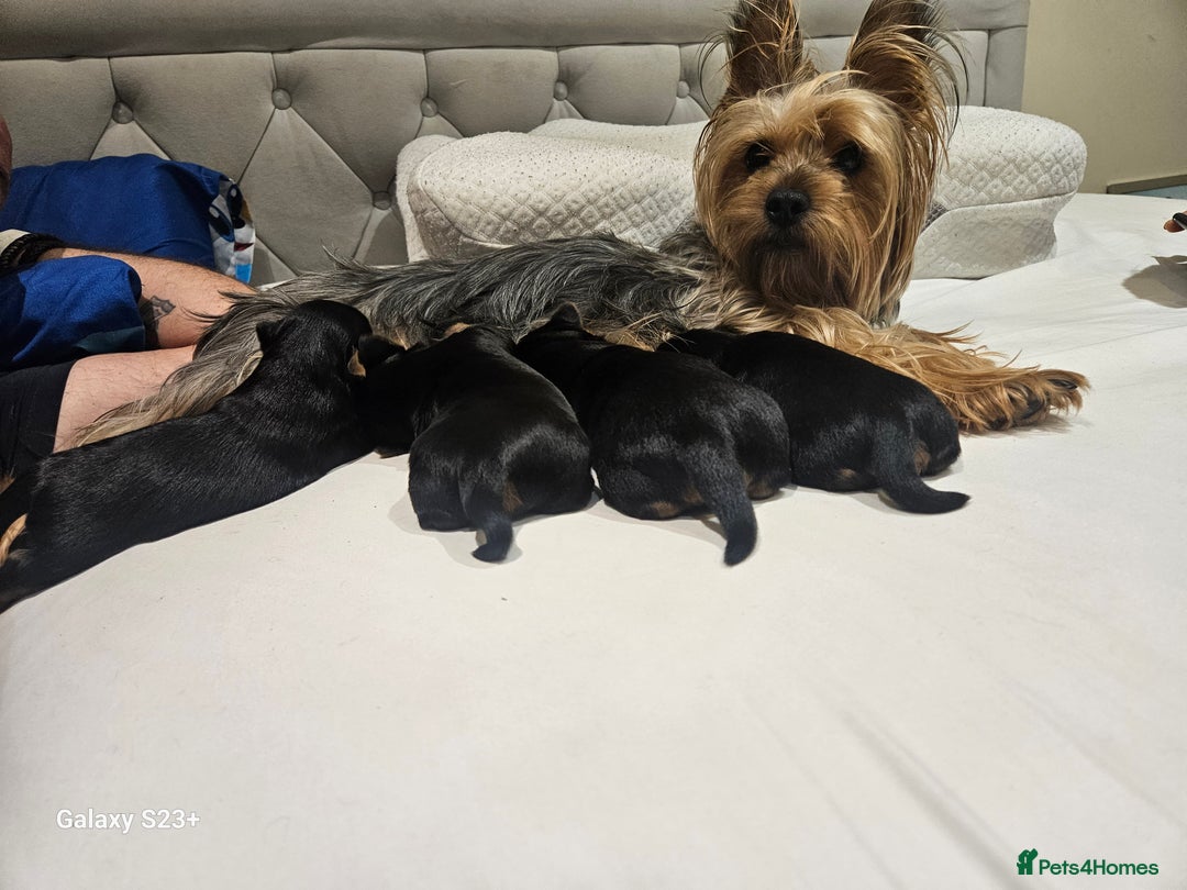 Yorkshire Terrier dogs for sale: Yorkshire terrier My Dog Luna have 4 puppies  - Image 10