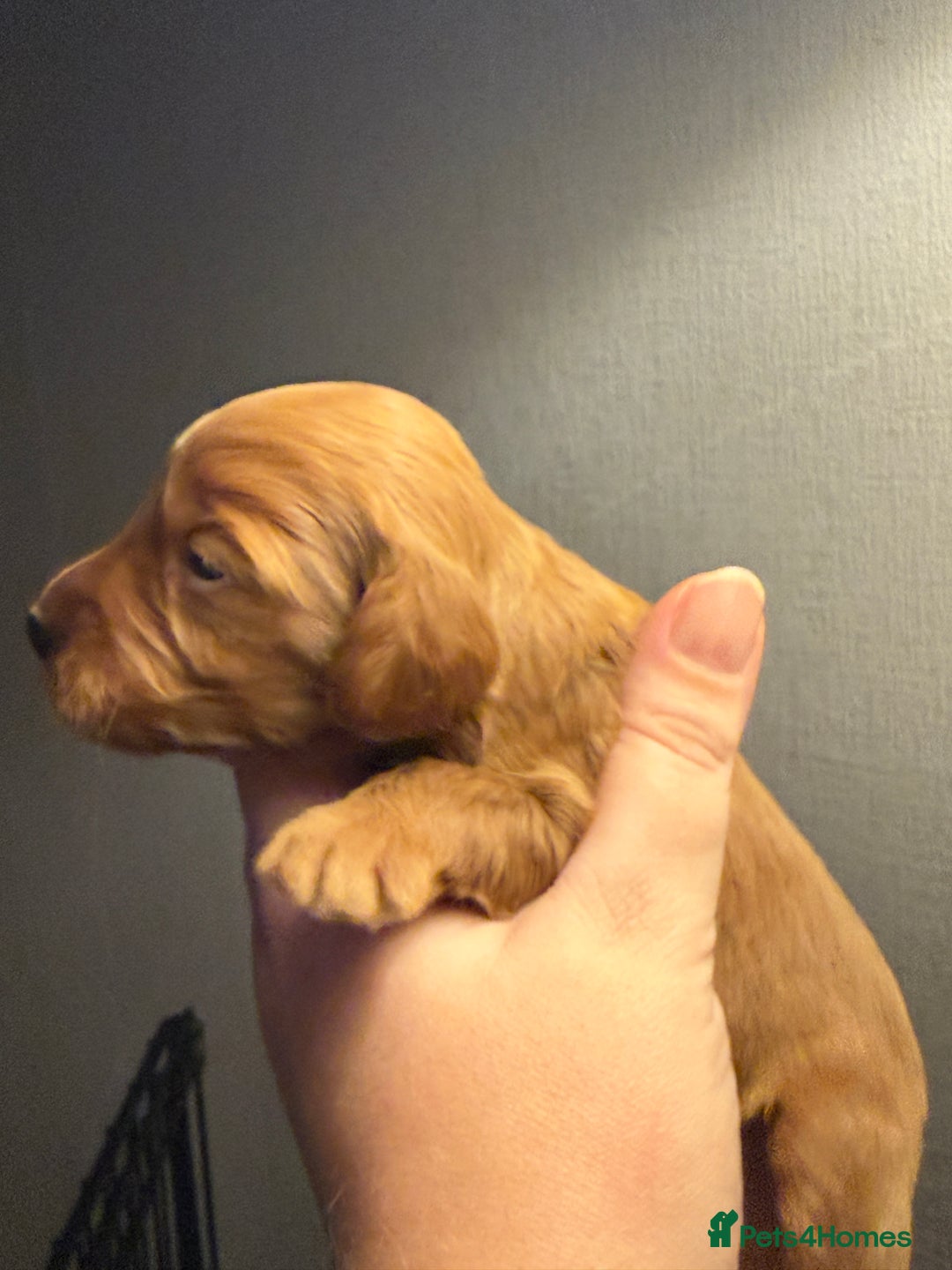 Cockapoo dogs for sale: Cockapoo F1 - Advert 33