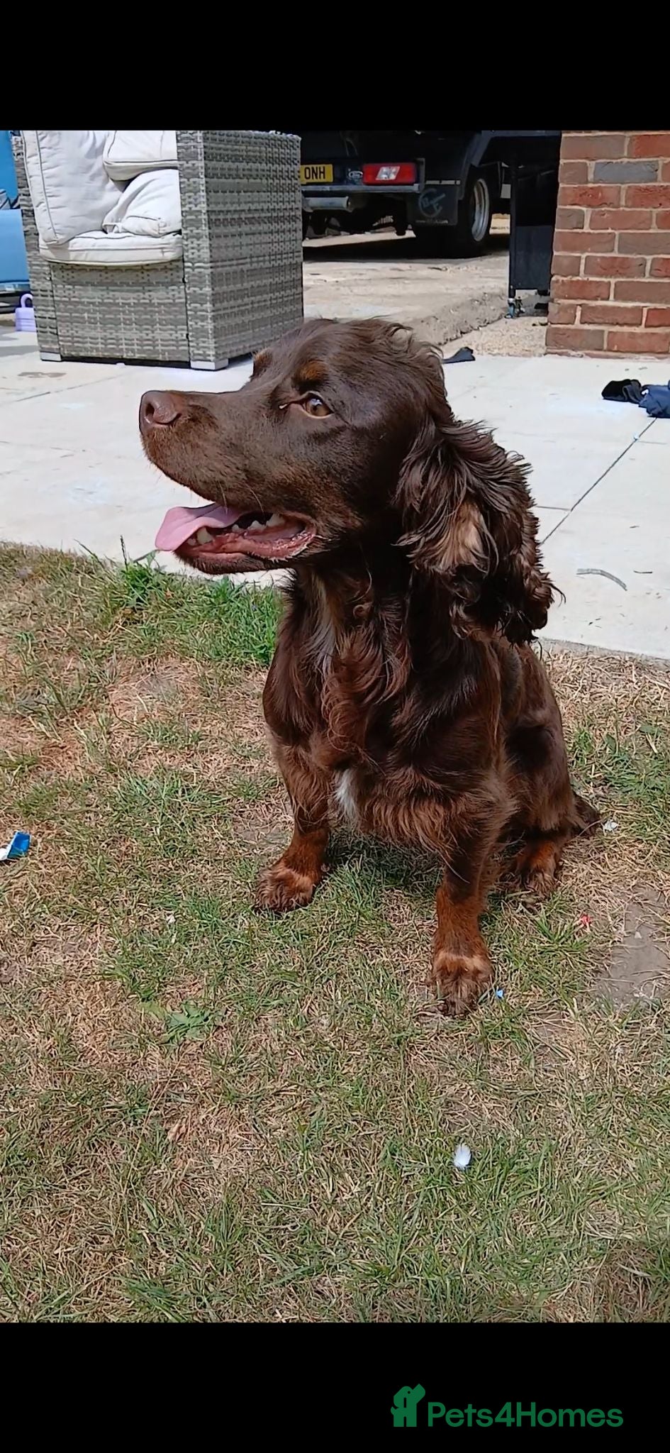 Cocker Spaniel dogs 2 year old boy cocker spaniel  - Advert 2