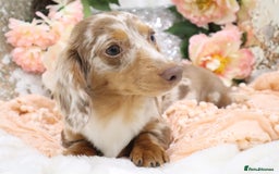 Miniature Dachshund dogs for sale: KC Registered Miniature Dachshund Puppies - Image 25