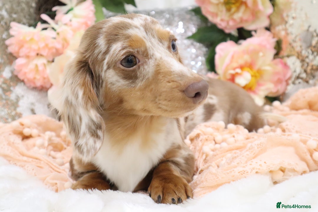 Miniature Dachshund dogs for sale: KC Registered Miniature Dachshund Puppies - Image 25