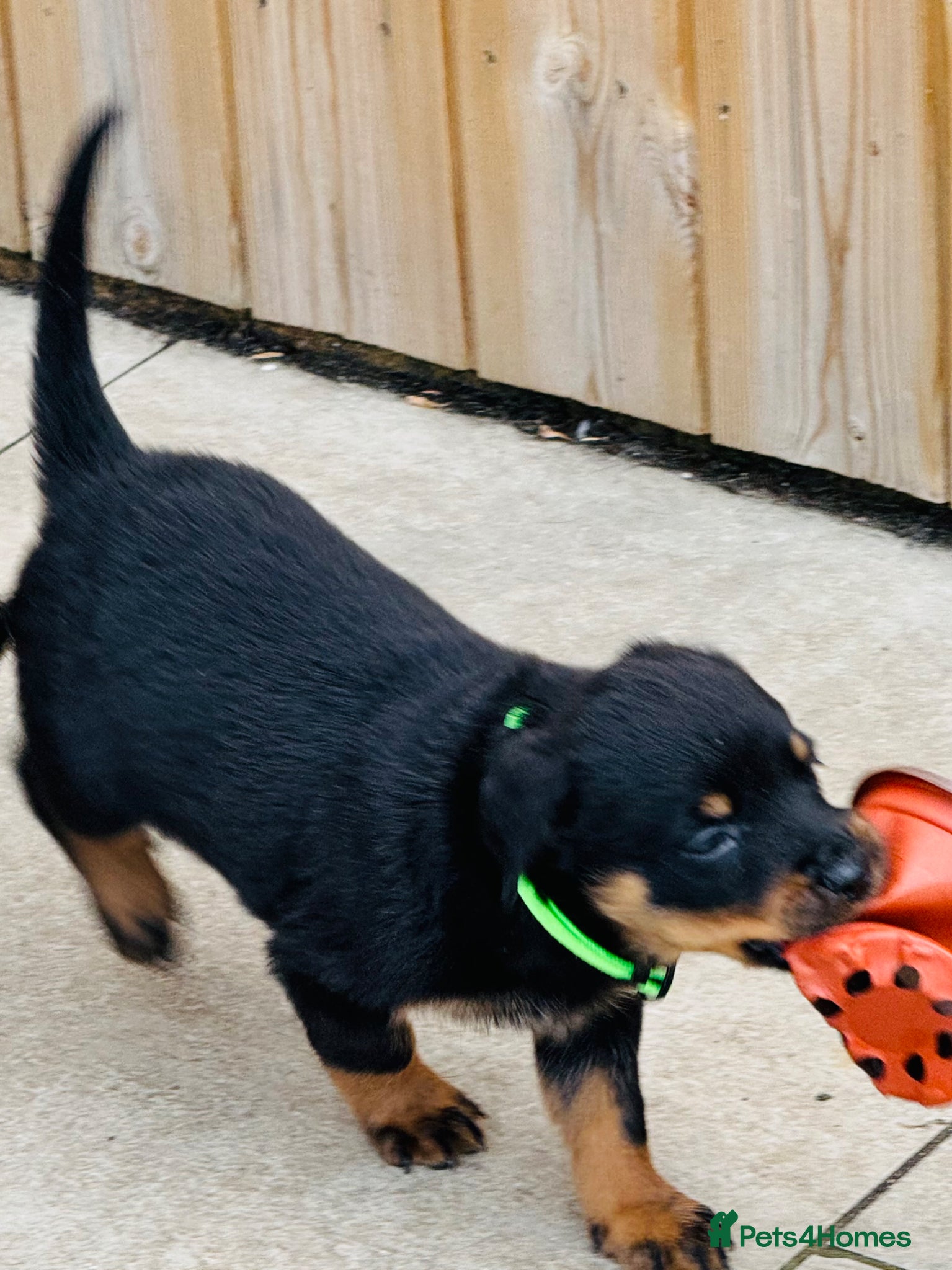Rottweiler dogs for sale: Pedigree Rottweiler puppies for sale - Advert 23