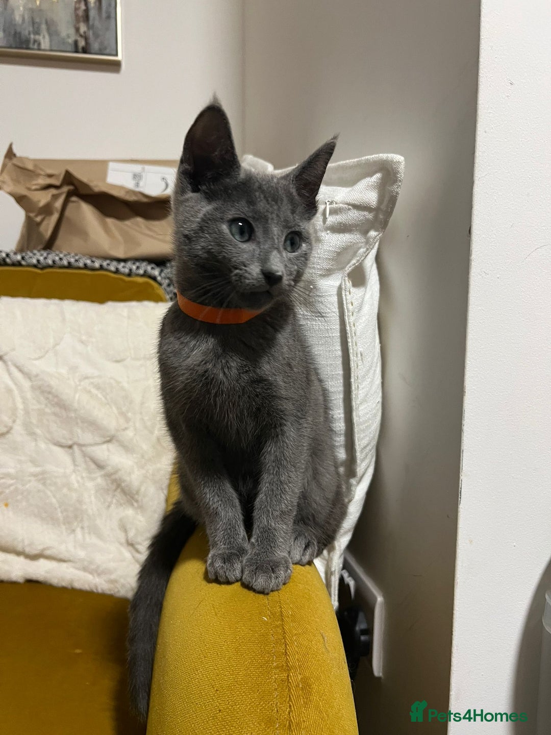 Russian Blue cats for sale: Gorgeous Championship Russian blue kittens  - Advert 7