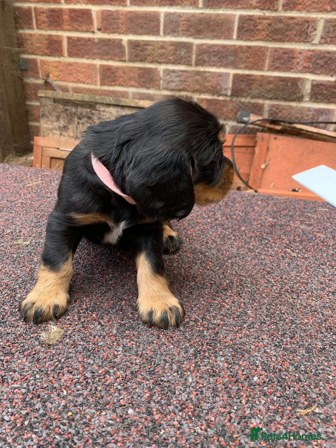 Cocker Spaniel dogs for sale: cocker spaniel pups ready for reserve - Image 15
