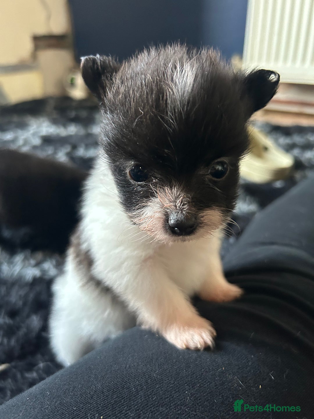 Pomapoo dogs for sale:  **  Pomeranian 🐶 puppies 🐶  - Advert 7