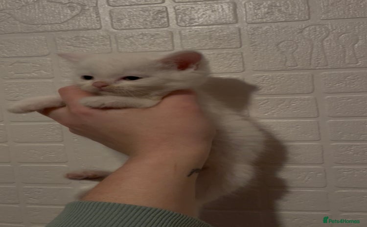 Domestic Shorthair cats Kittens ready to reserve  - Advert 14