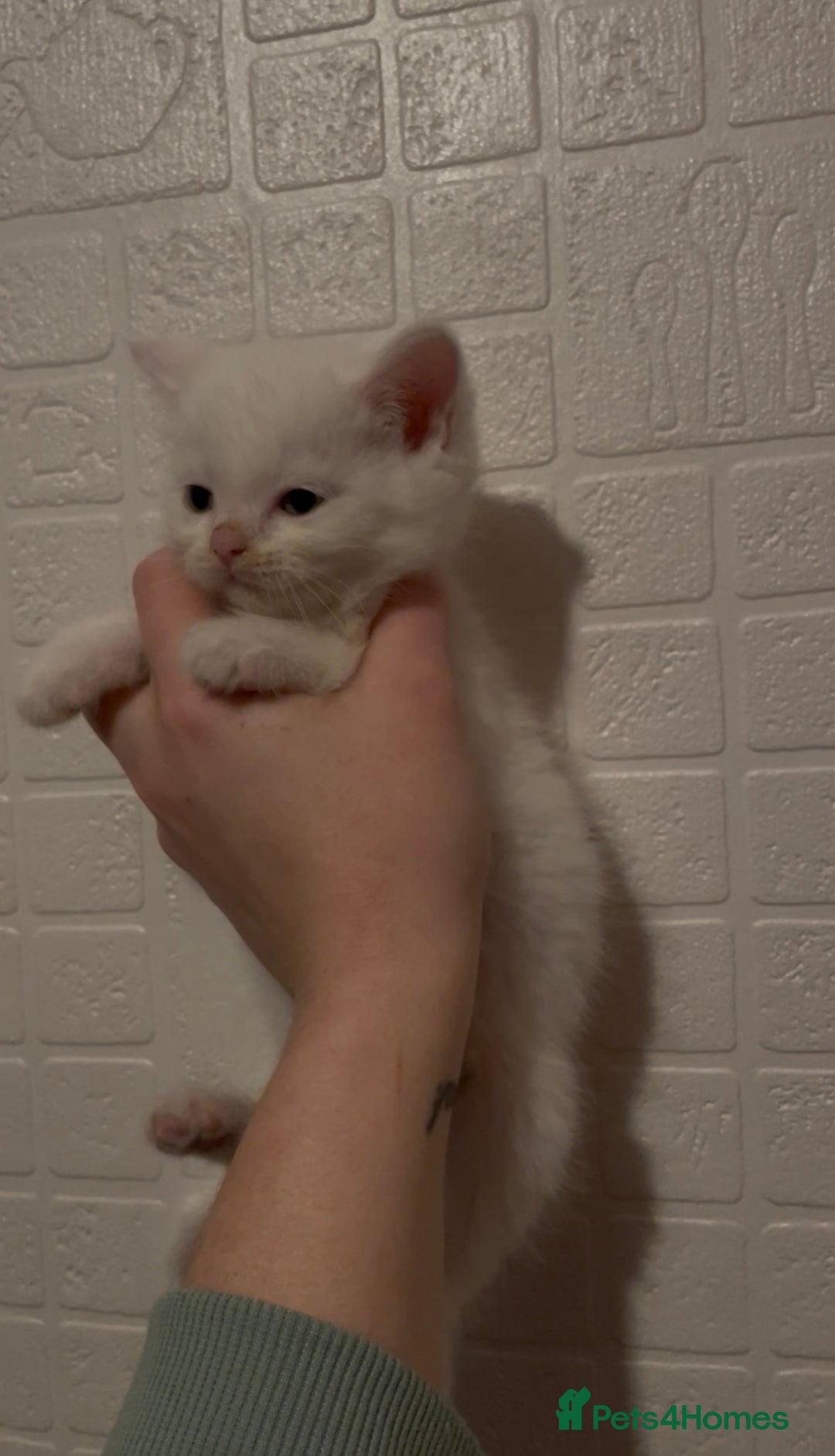 Domestic Shorthair cats for sale: Kittens ready to reserve  - Advert 1