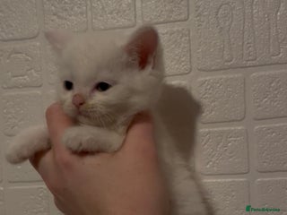 Domestic Shorthair cats Kittens ready to reserve - Advert 10