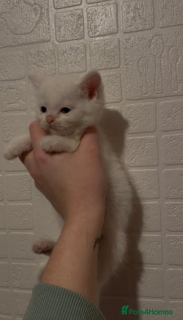 Domestic Shorthair cats Kittens ready to reserve - Advert 14