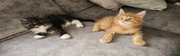 Maine Coon cats for sale: READY AUGUST- Tica Pedigree Maine Coons - Advert 5