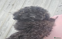 Cockapoo dogs for sale: F1bb Cockapoos- Fully Vaccinated  - Image 2