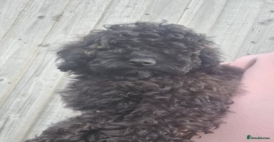 Cockapoo dogs - Advert 5