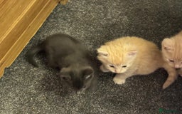 Bengal cats for sale: Bengal Mixed Litter - 2 Ginger & 1 Blue/Grey - Image 10