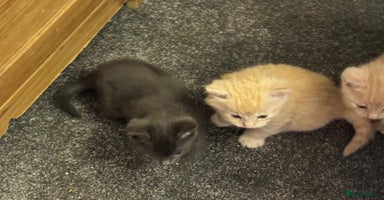 Bengal cats Male Ginger Bengal kitten Available - Advert 11