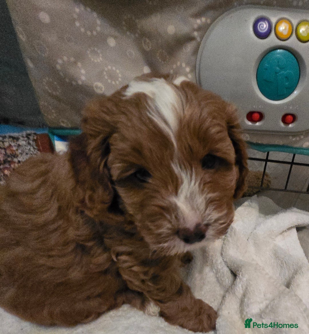 Cavapoo dogs for sale: Teddy bear cavapoo  - Advert 37