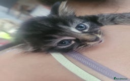 Ragdoll cats for sale: Cutest Ragdoll/Bengal mix kittens. - Image 5
