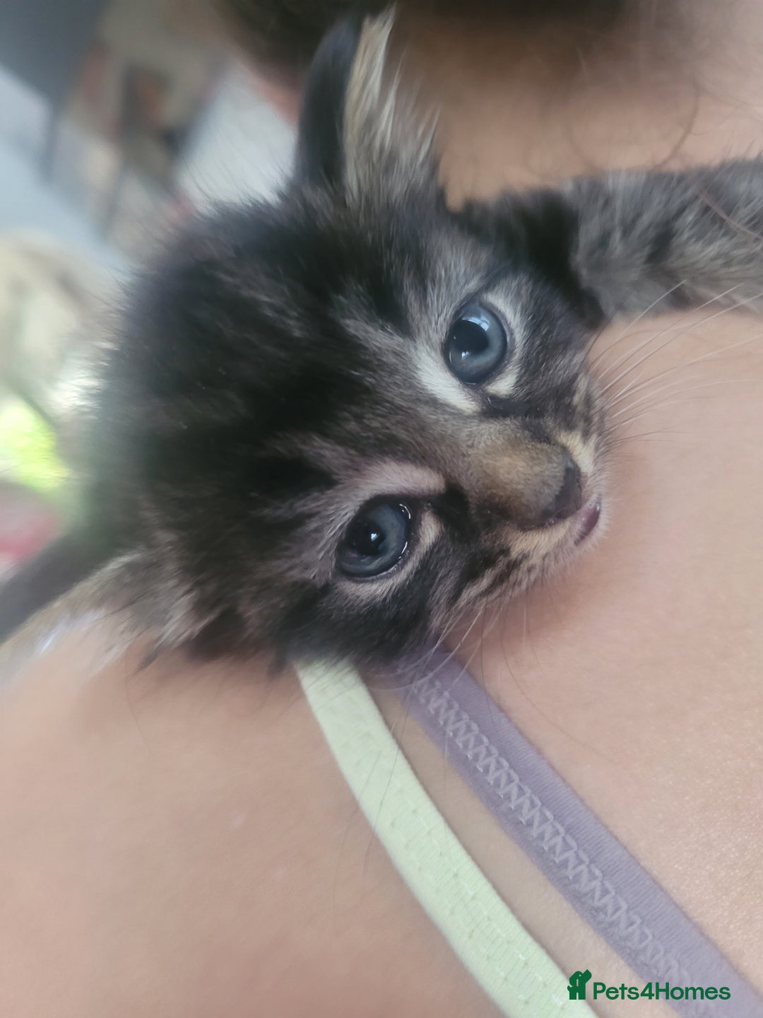 Ragdoll cats for sale: Cutest Ragdoll/Bengal mix kittens. - Image 5