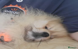 Pomeranian dogs for stud: Beautiful Cream Sable Stud - Teddy Face - Image 6