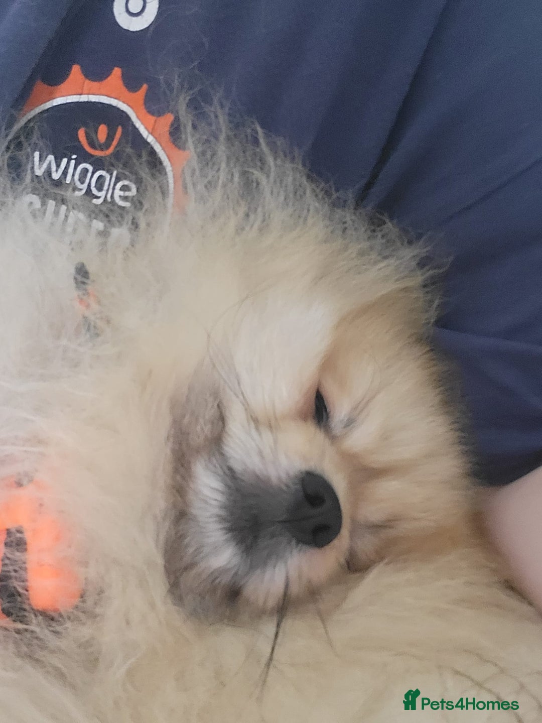 Pomeranian dogs for stud: Beautiful Cream Sable Stud - Teddy Face - Image 6