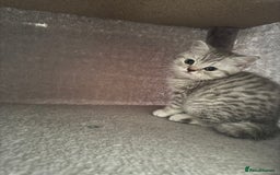 British Shorthair cats for sale: British Shorthair-Blue cream/silver tabby kittens  - Image 2