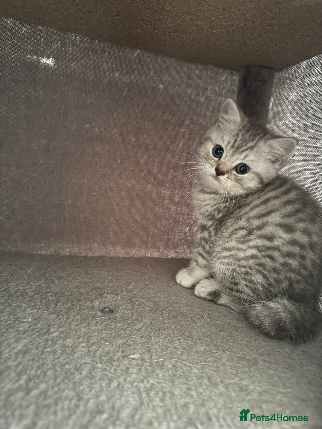 British Shorthair cats for sale: British Shorthair-Blue cream/silver tabby kittens  - Image 2