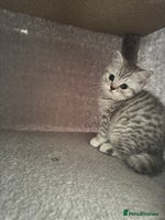 British Shorthair cats - Advert 4