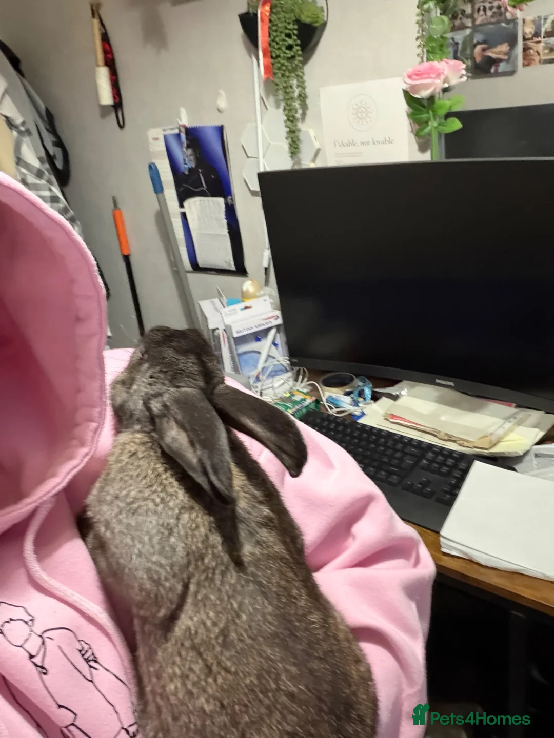 Mini Lop rabbits for sale: Mini lop looking for new home urgently  - Advert 5