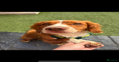 Cocker Spaniel dogs 🐶 COCKER SPANIEL PUPPIES 🐶  - Advert 2