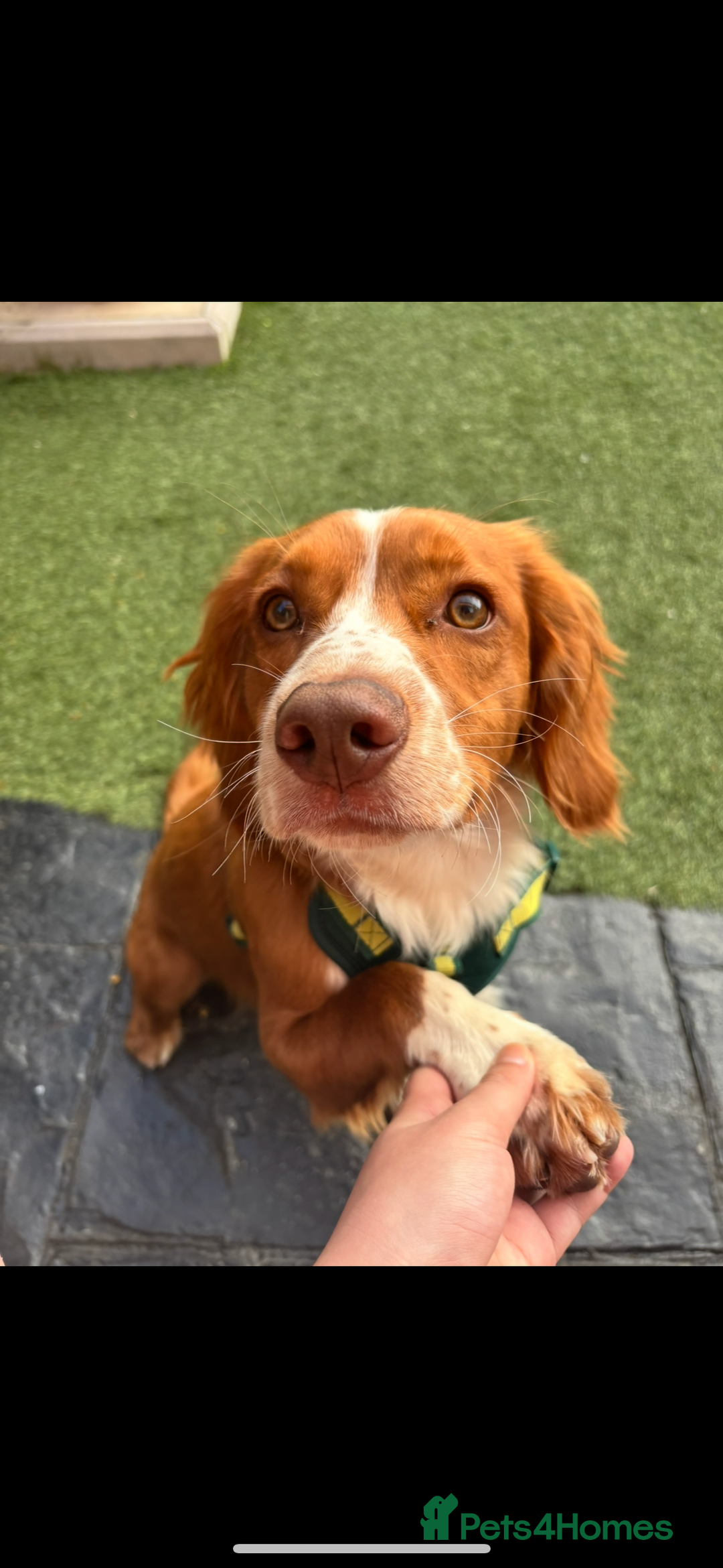 Cocker Spaniel dogs for sale: 🐶 COCKER SPANIEL PUPPIES 🐶  - Advert 2