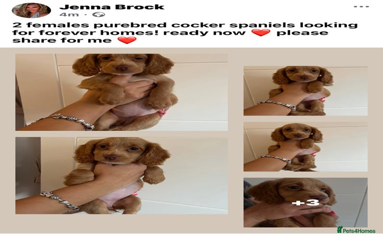 Cocker Spaniel dogs - Advert 10