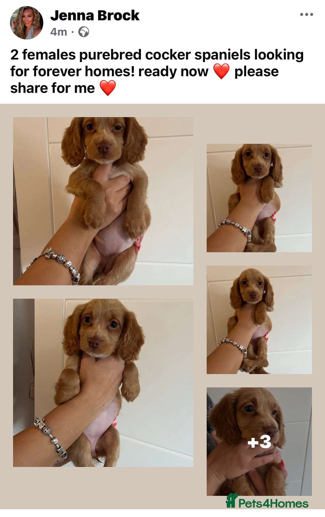Cocker Spaniel dogs for sale: 2 female purebred cocker spaniels - Image 1