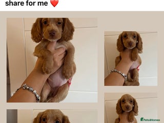 Cocker Spaniel dogs - Advert 14