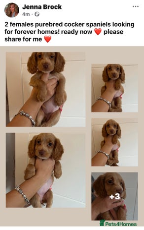 Cocker Spaniel dogs - Advert 7