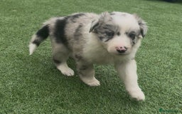 Border Collie dogs for sale: Beautiful border collie puppies❤️ - Image 10