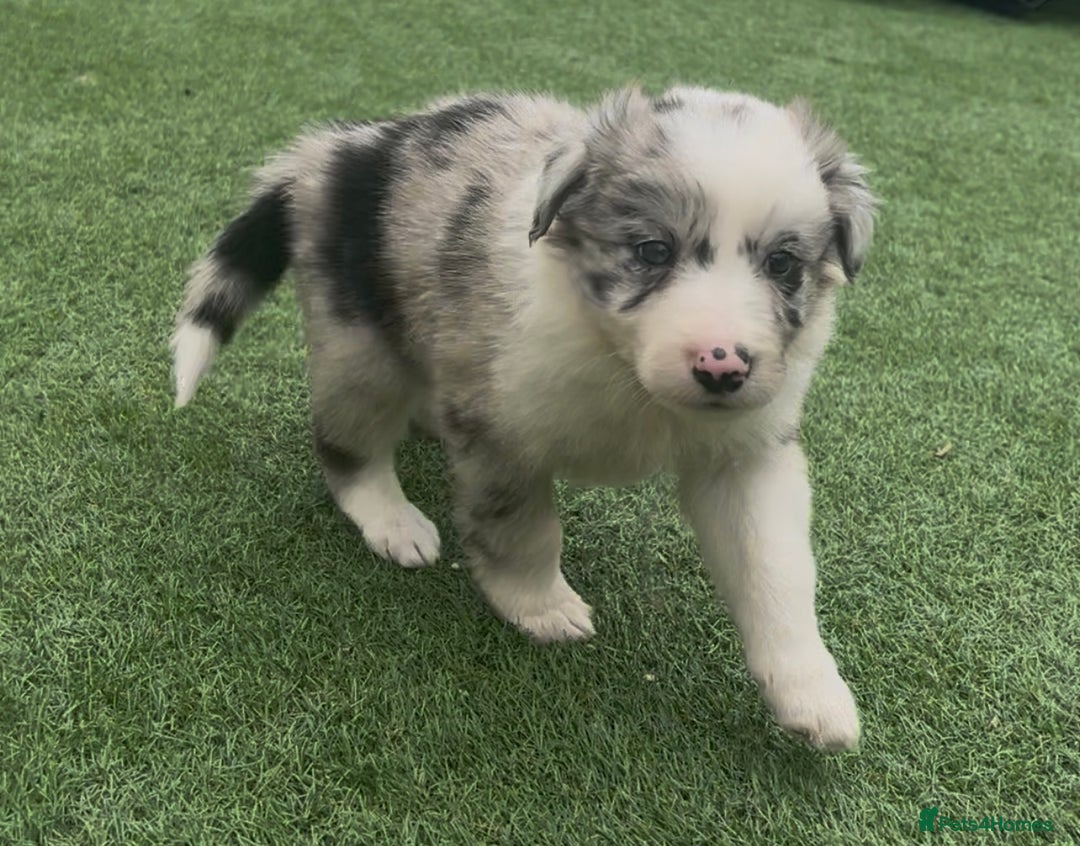 Border Collie dogs for sale: Beautiful border collie puppies❤️ - Image 10