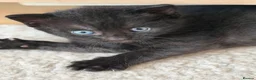 Mixed Breed cats for sale: 2 remaining kittens- £120 each or £220 for both  - Advert 11