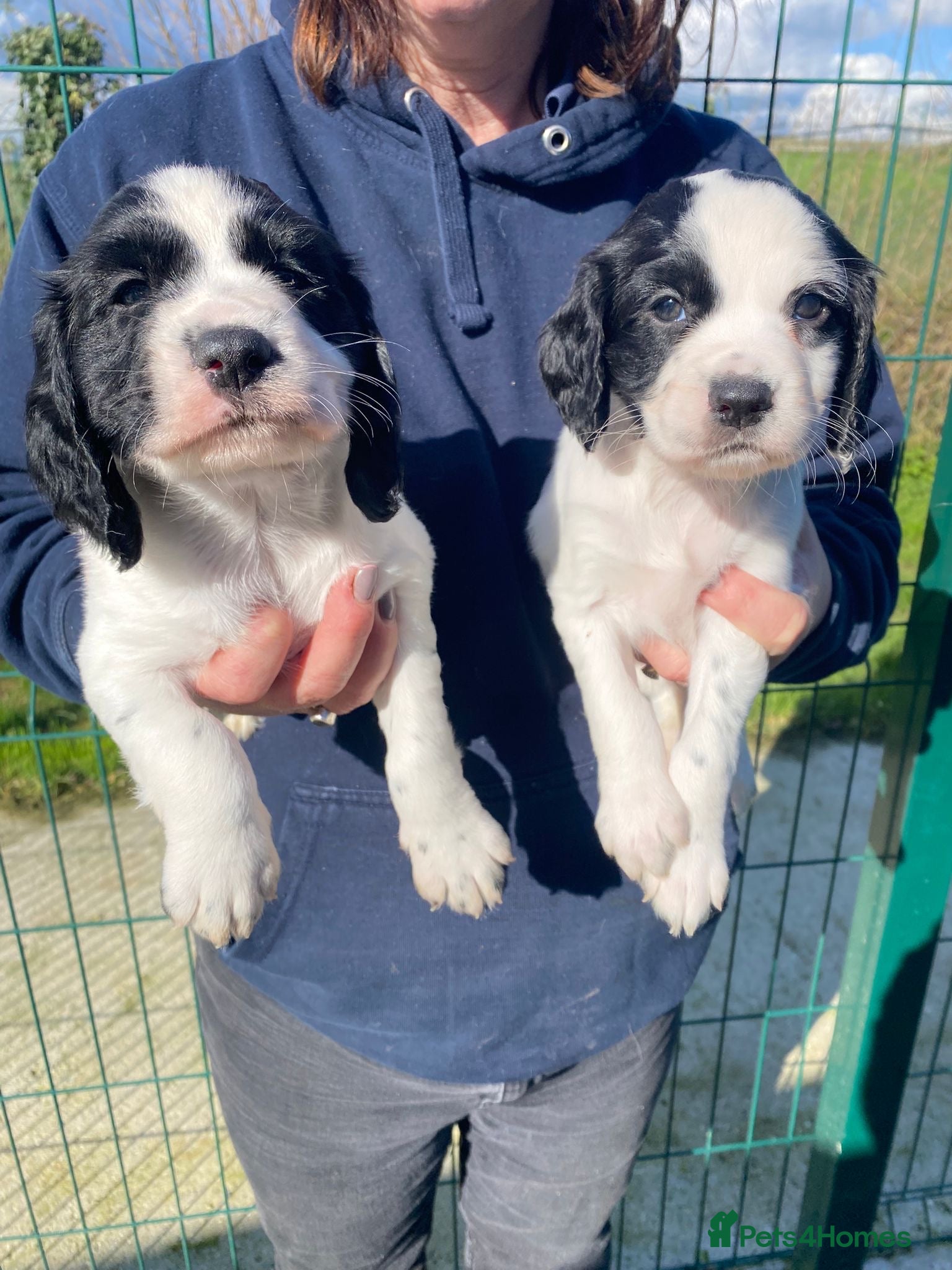 Cocker Spaniel dogs Five Star Council registered breeder litter  - Advert 2