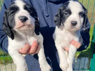 Cocker Spaniel dogs Five Star Council registered breeder litter - Advert 2
