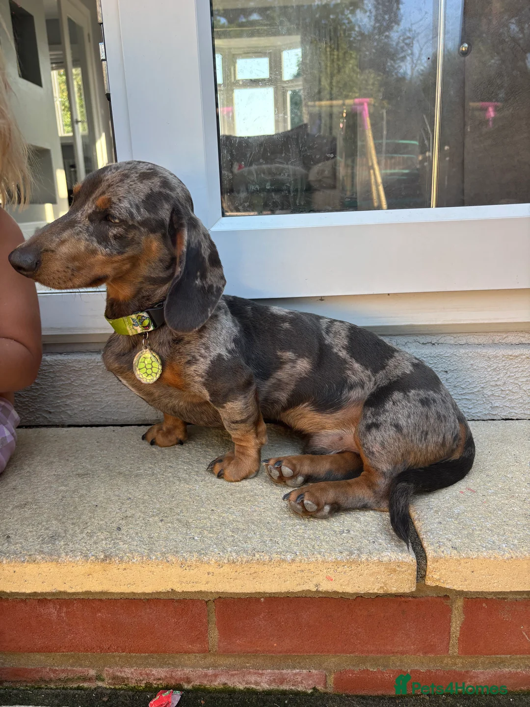 Miniature Dachshund dogs for stud: Miniature dachshund for stud - Advert 4