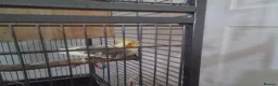 Cockatiels birds for sale: Bonded pair of cockatiels in Darwen - Advert 3