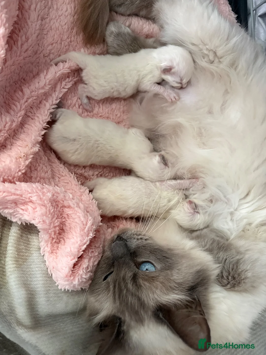 Ragdoll cats for sale: Gccf kittens 🩷🩷💙 - Advert 2