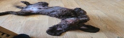 Cockapoo dogs for stud: Proven F2 Cockapoo for stud fully DNA tested  in Bristol - Advert 10