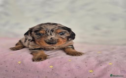 Dachshund dogs for sale: Miniature dachshund puppies PRA CLR - Image 37