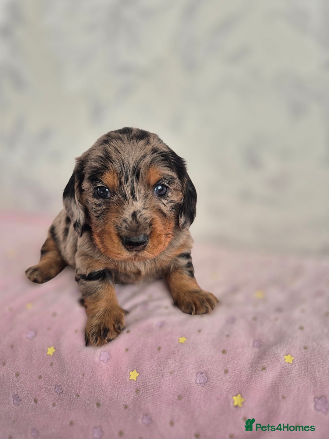 Dachshund dogs for sale: Miniature dachshund puppies PRA CLR - Image 37