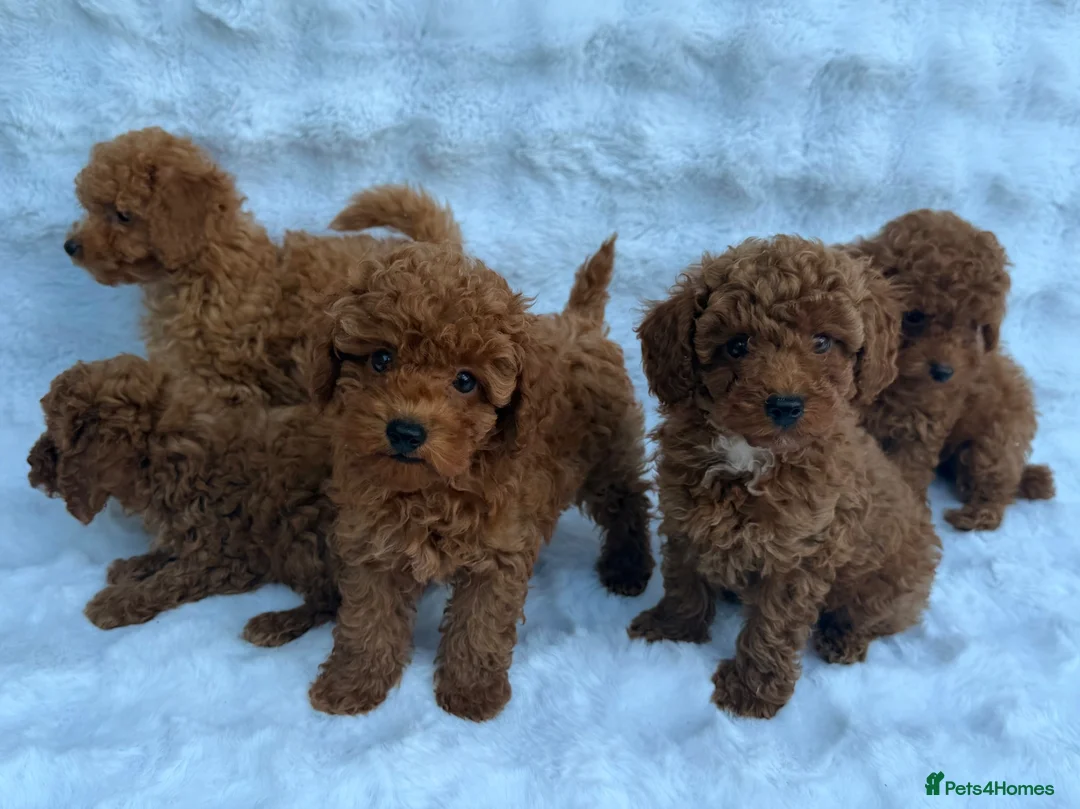 Toy Poodle dogs for sale: Red Toy Poodle MALES - Advert 1