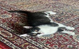 Mixed Breed cats for sale: An adorable kitten  - Image 4