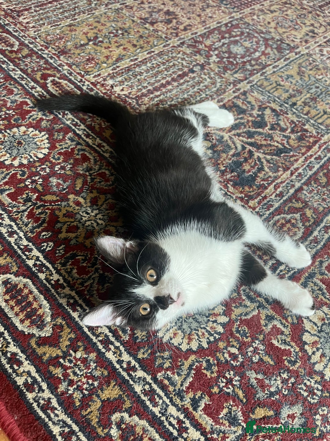 Mixed Breed cats for sale: An adorable kitten  - Image 4