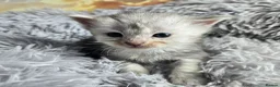 Maine Coon cats for sale: Stunning TICA Maine Coon kittens - Advert 21