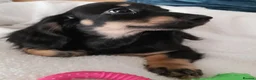 Miniature Dachshund dogs for sale: Long haired miniature dachshund - Advert 5