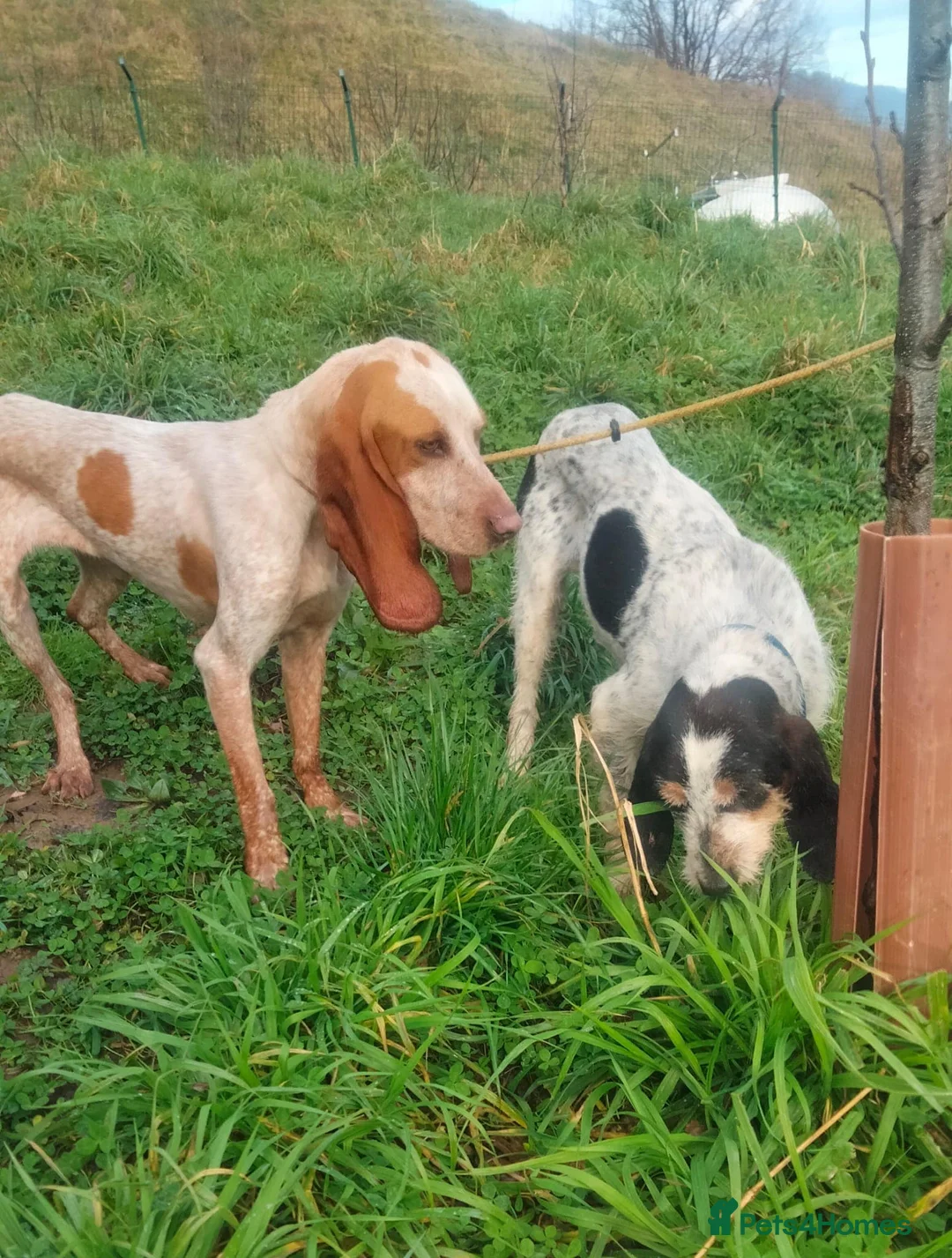 Mixed Breed dogs for adoption: Chispa - cheeky Griffon X for adoption - Advert 11